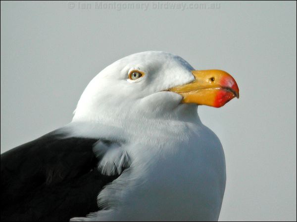 Pacific Gull pacific_gull_03259.psd
