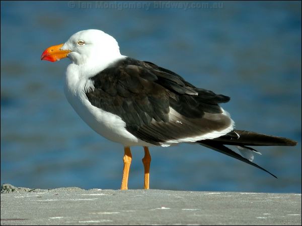 Pacific Gull pacific_gull_10307.psd