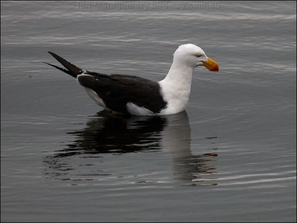 Pacific Gull pacific_gull_85584.psd