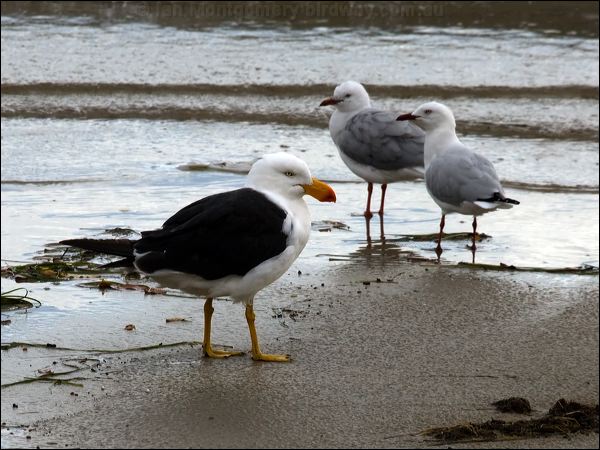 Pacific Gull pacific_gull_85649.psd