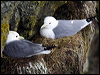 red_legged_kittiwake_68873