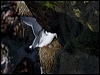 red_legged_kittiwake_69410