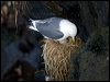 red_legged_kittiwake_69411
