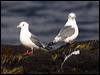 red_legged_kittiwake_69476