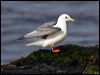 red_legged_kittiwake_69483