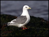 red_legged_kittiwake_69500