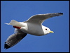 red_legged_kittiwake_69594