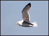 red_legged_kittiwake_69598