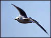 red_legged_kittiwake_69601