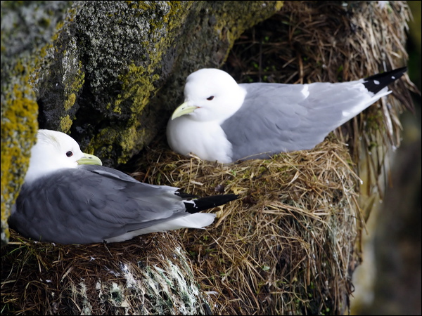 Red-legged Kittiwake red_legged_kittiwake_68873.psd