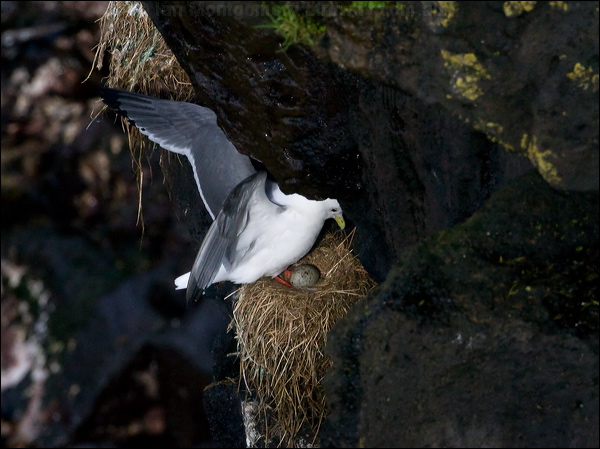 Red-legged Kittiwake red_legged_kittiwake_69410.psd