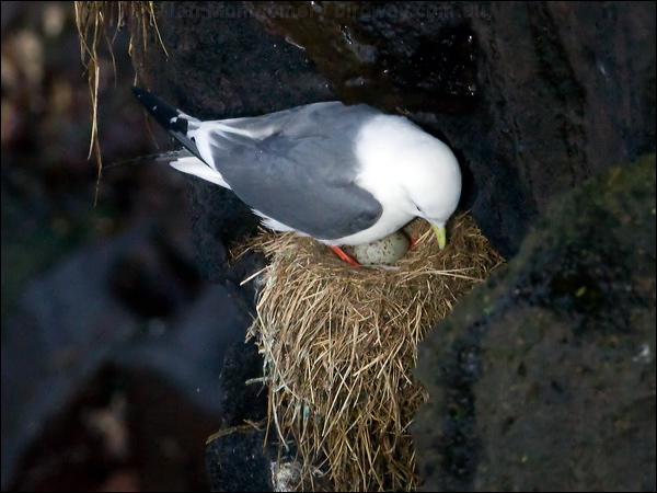 Red-legged Kittiwake red_legged_kittiwake_69411.psd