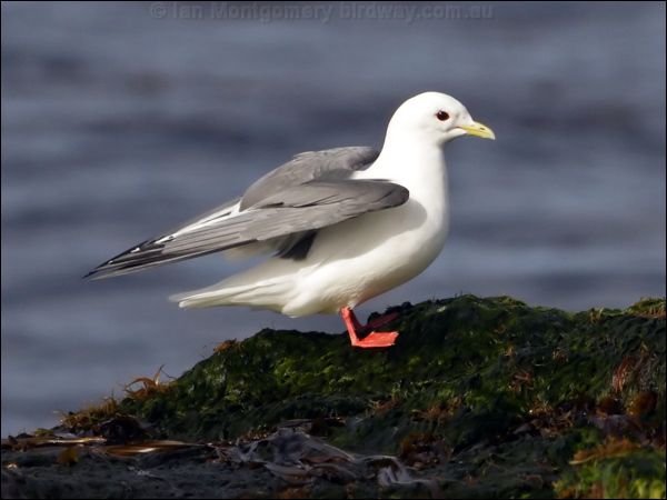 Red-legged Kittiwake red_legged_kittiwake_69483.psd