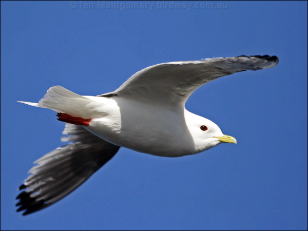 Red-legged Kittiwake red_legged_kittiwake_69594.psd