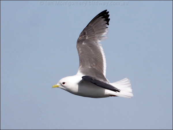 Red-legged Kittiwake red_legged_kittiwake_69598.psd
