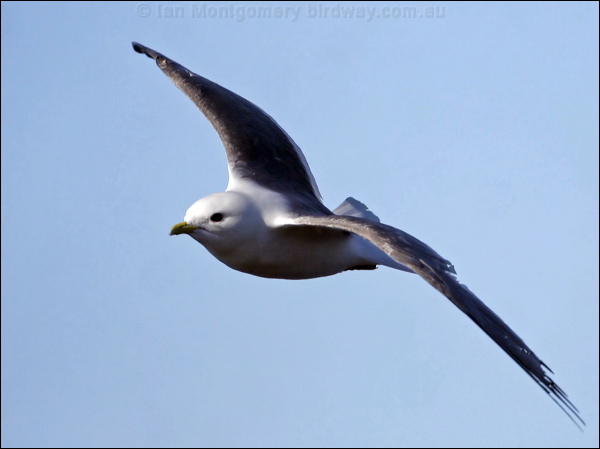Red-legged Kittiwake red_legged_kittiwake_69601.psd