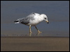 ring_billed_gull_107872