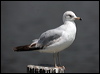 ring_billed_gull_66240