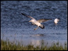 ring_billed_gull_66510