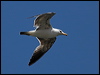 ring_billed_gull_68647