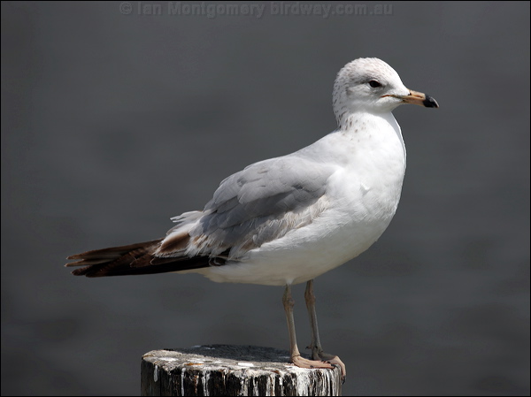 Ring-billed Gull ring_billed_gull_66240.psd