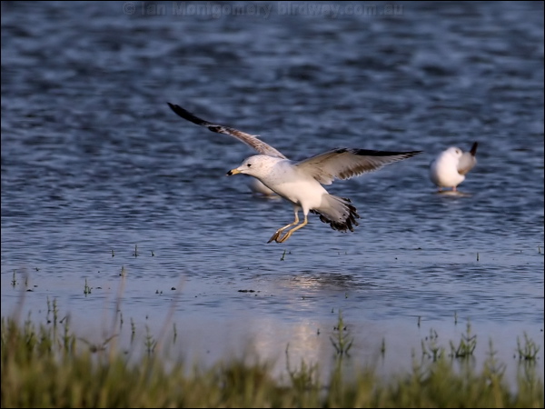 Ring-billed Gull ring_billed_gull_66510.psd