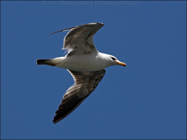 Ring-billed Gull ring_billed_gull_68647.psd