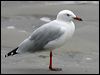 silver_gull_05605
