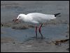 silver_gull_105661