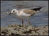 silver_gull_120917