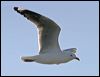 silver_gull_15737