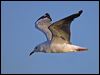 silver_gull_164527
