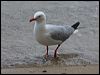 silver_gull_165163