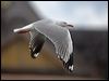 silver_gull_165176