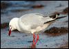 silver_gull_28024