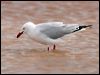 silver_gull_41074