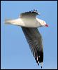 silver_gull_43533