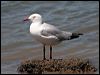 silver_gull_58837