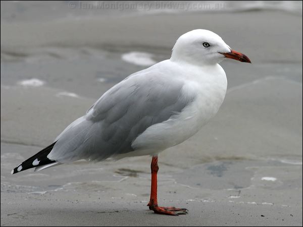 Silver Gull silver_gull_05605.psd