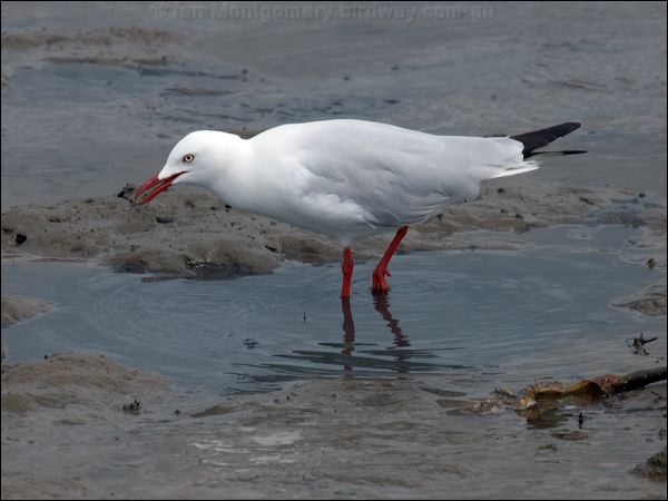 Silver Gull silver_gull_105661.psd