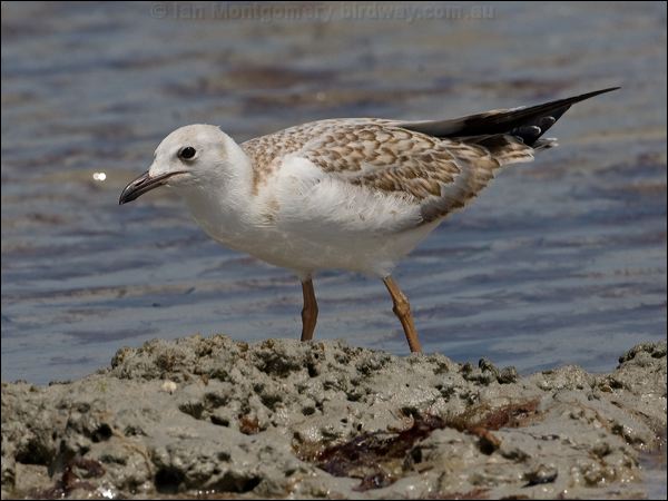 Silver Gull silver_gull_120917.psd