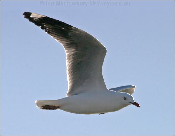 Silver Gull silver_gull_15737.psd