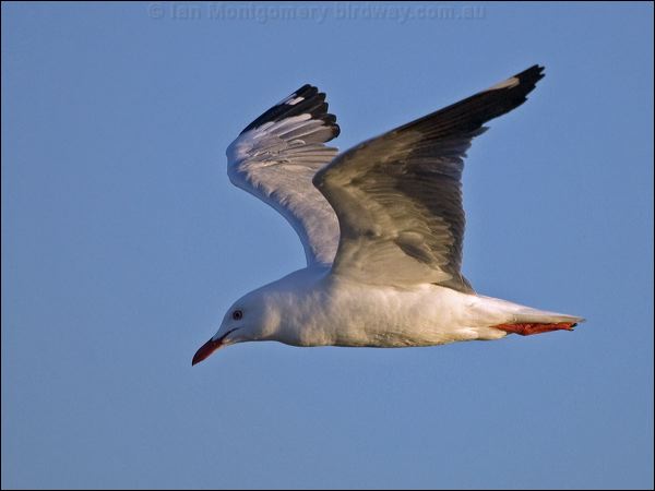 Silver Gull silver_gull_164527.psd