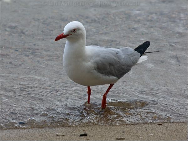 Silver Gull silver_gull_165163.psd