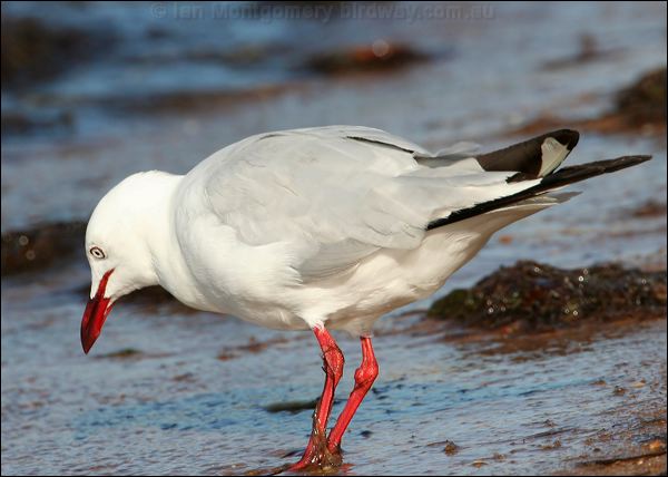 Silver Gull silver_gull_28024.psd