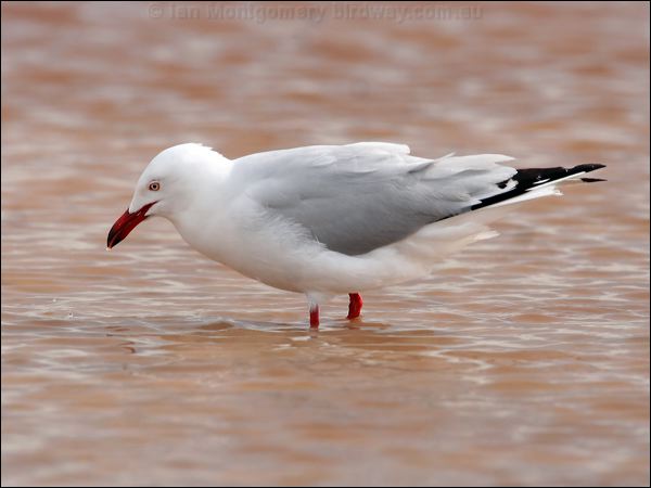 Silver Gull silver_gull_41074.psd