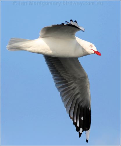 Silver Gull silver_gull_43533.psd