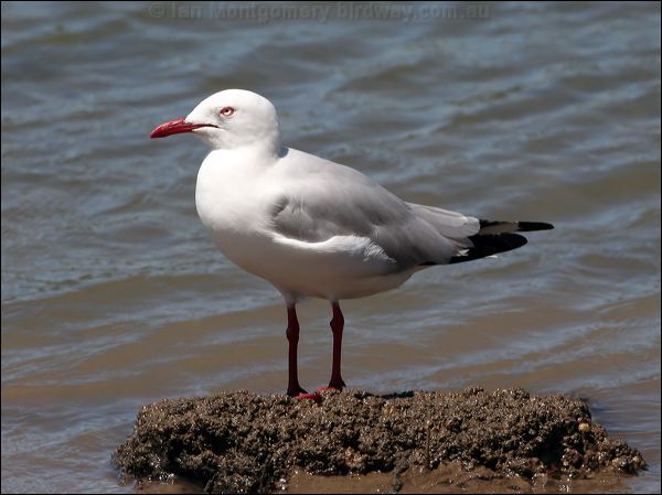 Silver Gull silver_gull_58837.psd