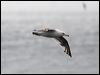 Click here to enter gallery and see photos of Slaty-backed Gull