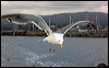western_gull_106922
